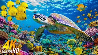 [NEW] 4HRS Stunning 4K Underwater Wonders - Relaxing Music, Coral Reefs, Fish, Colorful Sea Life #22