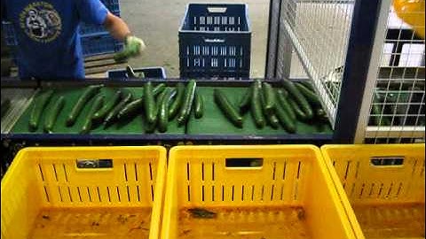 Cucumber   Unloading and infeed to sorter