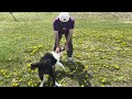 ボーダーコリーを犬と思わない方が良いかもしれない