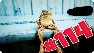 Приколы с животными №114 Деловая лягушка Смешные животные Animal videos Приколы с животными №114 Деловая лягушка Смешные животные Animal videos
