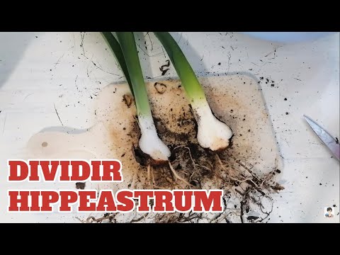 Video: Hippeastrum: Reproducción Y Destilación