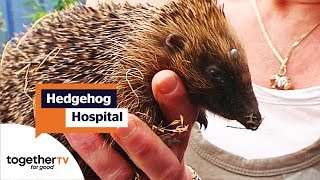 Hedgehog Hospital: Tips and Tricks for Helping Out Hedgehogs! | British Wild Gardens