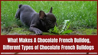 What Makes A Chocolate French Bulldog, Different Types of Chocolate French Bulldogs