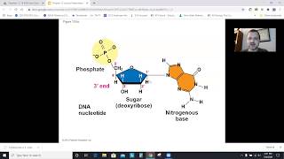 AP Biology Chapter 13: The Molecular Basis of Inheritance