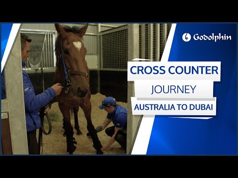 Video: Het godolphin 'n Melbourne-beker gewen?