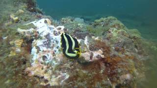 Miri Fun Dive April 2017 HD