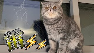 【ゲリラ豪雨】激しい雷で驚きを通り越えて猫たちが覚醒してしまいました…。