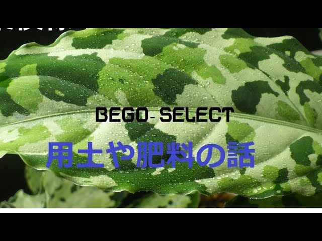 ☆BEGO-SELECT☆Release video: Aglaonema Pictum 