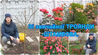 Догляд за ТРОЯНДАМИ навесні🌹ШТАМБОВА ТРОЯНДА зі звичайної#троянди#обрізкатроянд#штамбоватроянда#сад