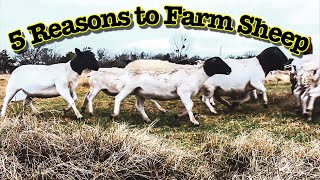 5 REASONS TO FARM SHEEP