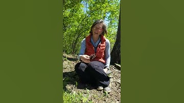 Pine Cone Experiment