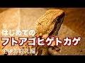 【爬虫類】フトアゴヒゲトカゲ飼育はじめました。#2