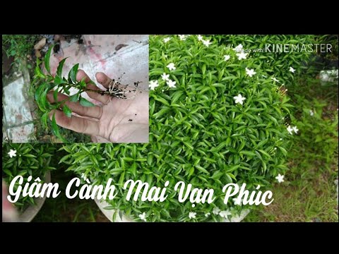 Video ????Nhân Giống Cây Mai Vạn Phúc, Mai Chỉ Thiên |... - youtube
