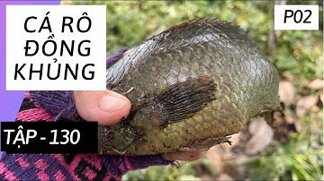 Tập 130 - Câu Cá Rô Đồng, Giật Bầy Cá Rô Khủng Trong Gốc Cây - P02