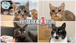 【感謝】登録者１万人突破をみんなで祝ってみました【保護猫】【子猫】