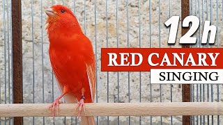 Red Canary Menyanyikan 12 jam Lagu Latihan Terbaik Yang Pernah Ada!