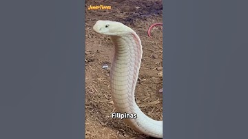 La Serpiente Mas Grande Del Planeta😱🐍(no creerás que existe) #shorts #viral