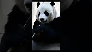 “Shocking Panda Secrets You Never Heard” #dailyfacts #facts #viralfacts