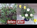 Portulaca not Flowering? See What I Did to Get Blooms on Moss Rose