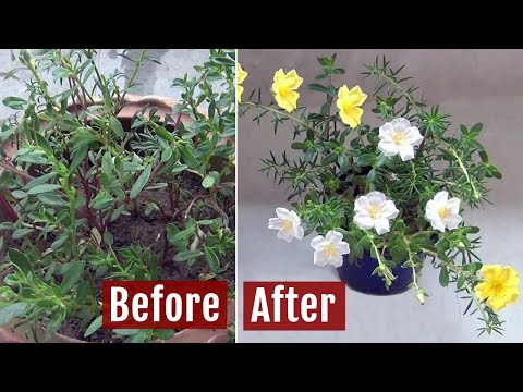 Video: No Flowers On Moss Rose Plants: Reasons A Portulaca Won't Bloom