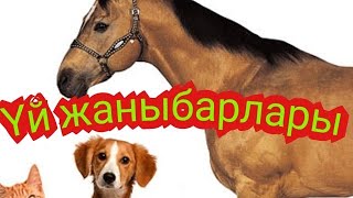 Үй жаныбарлары