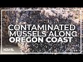 Don&#39;t gather mussels from northern Oregon Coast, state health officials warn