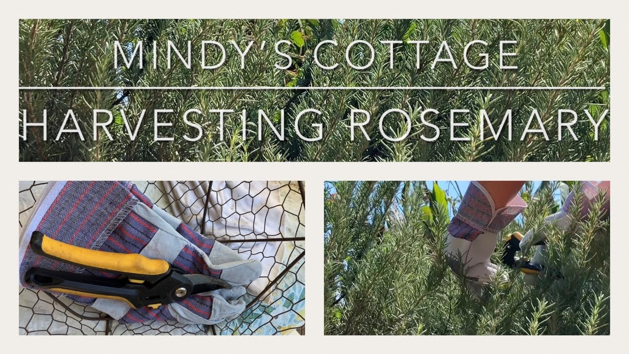 How To Harvest Rosemary Harvesting Rosemary 2022 YouTube
