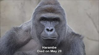 Celebrity Deaths in 2016 - A Tribute Slideshow