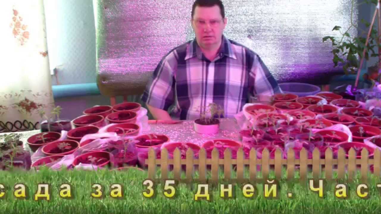 Медведев томатов купить семена. Медведев томаты. Проверенные сорта томатов от Медведева.