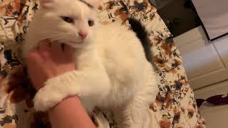 White Cat is Happy | Relaxed Cats by OnlyCats101 3 views 3 years ago 14 seconds