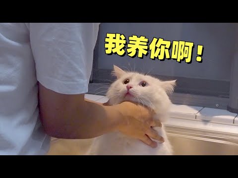 我在不足10平米的房间，用廉价猫粮养出了一只爱我的猫