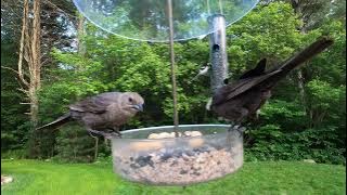Rose-breasted Grosbeak, Cowbirds