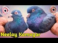Neelay kamagar pathay  03328494718  pigeons gallery 
