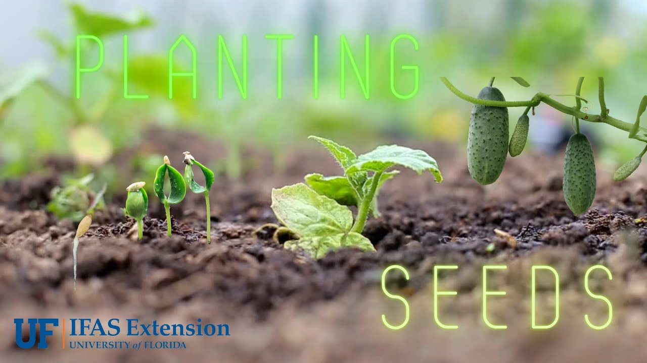 How to Plant Vegetable Seeds YouTube