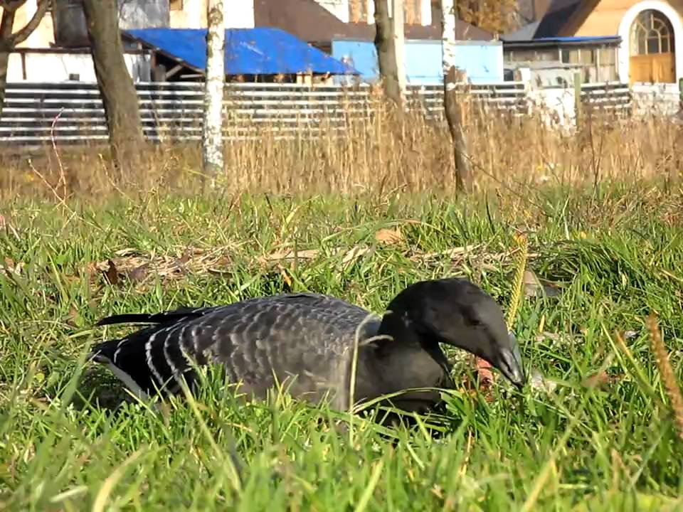 Brent goose / Черная казарка