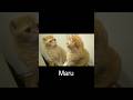 鏡に映る自分の姿を見た猫たち #cat #猫 #shorts