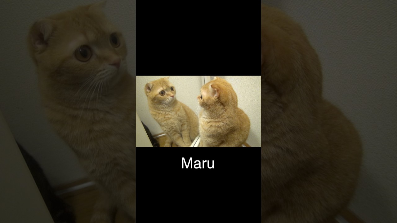 鏡に映る自分の姿を見た猫たち #cat #猫 #shorts