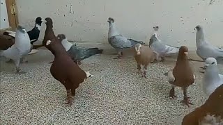 احلى حمام صبابة مع ابو نعيم القابوني   Birds   pigeons