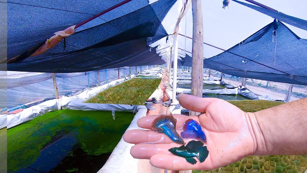 BETTAS DE LINHAGEM NO BRASIL -  CRIAÇÃO INCRÍVEL - NO FINAL UMA EXPOSIÇÃO DE PEIXES BETTAS
