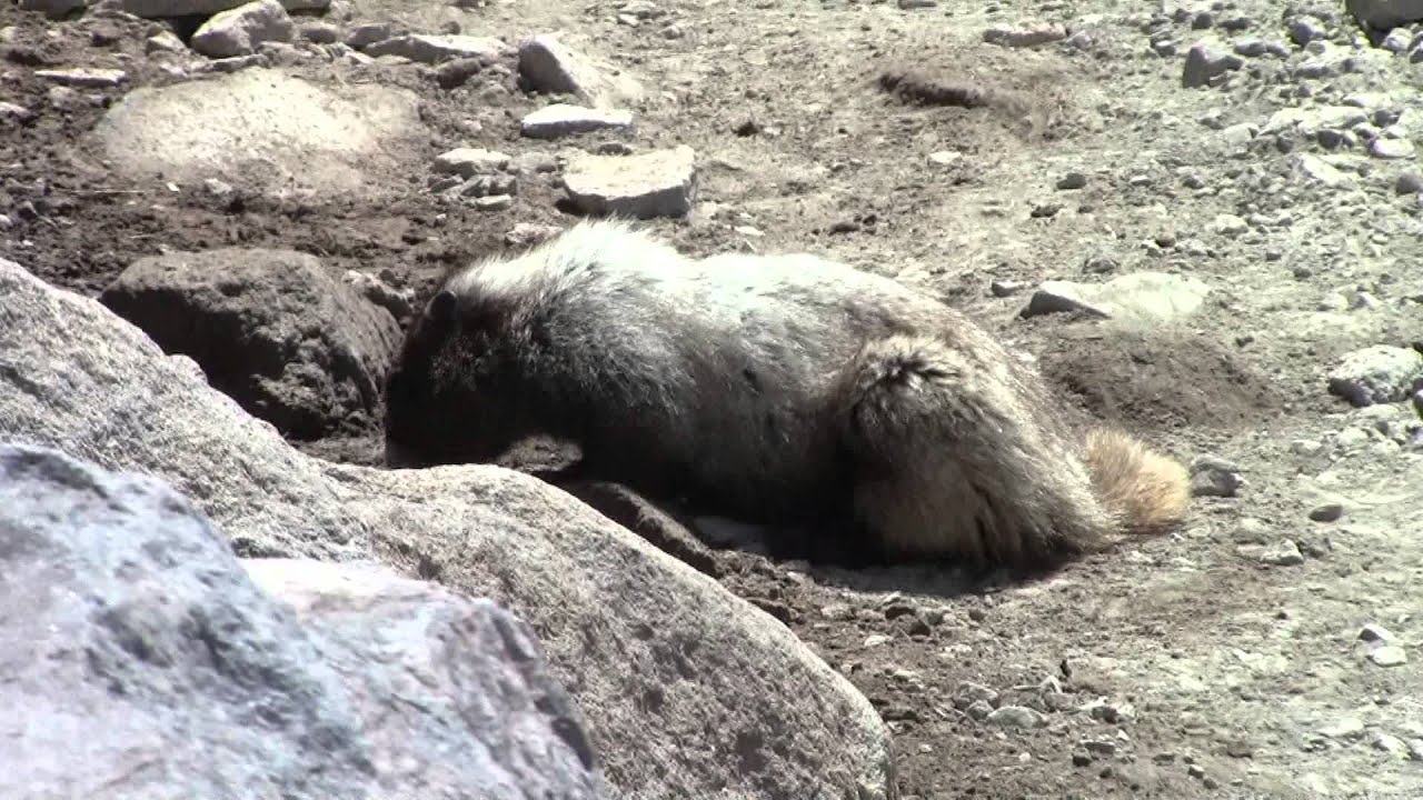 camera iphone 8 plus apk Marmots at Mount Rainier National Park
