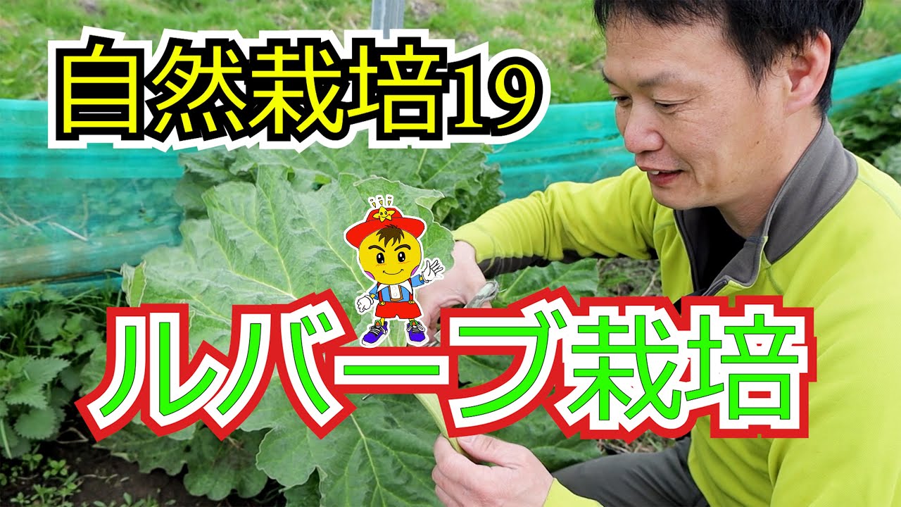 ルバーブの種まきー収穫ー種取を紹介するよ！！美味しい！ルバーブ