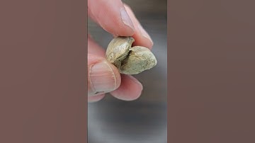 full fossil hunt on my videos #fossil #fossilhunter #fossilhunting #rockhound #rock