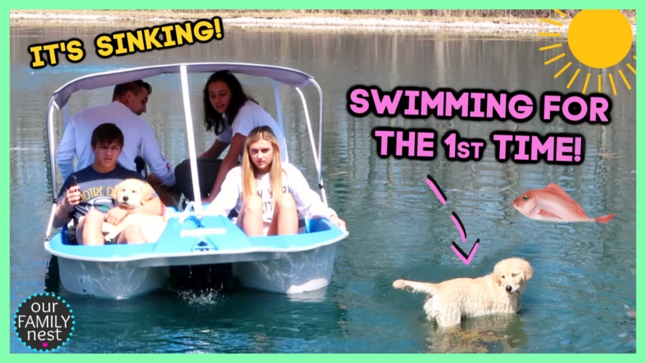 SINKING PEDAL BOAT & DOGS SWIM FOR THE FIRST TIME! YouTube