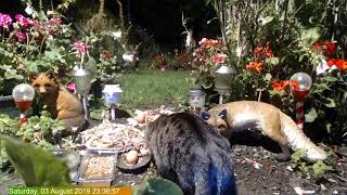 Foxheaven Dublin Ireland Live Stream.kitty Sue And 1 Fox.