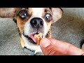3 yr old rescue has never had a dog treat.. until this happens (Blossom as seen on The Dodo)