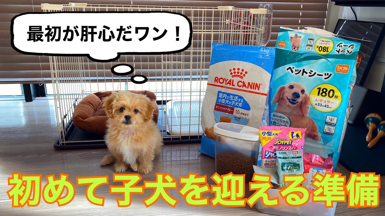 【ペキプー子犬を初めて迎える準備】必需品11選を紹介します YouTube