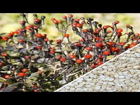 Видео: Отглеждане на Chiltepins – Как да се грижим за Chiltepin пипер растения