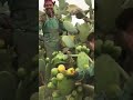 Hiddii Hiddii