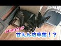 【ツンデレ?】甘えてくれない時もある琥白さん【反抗期?】