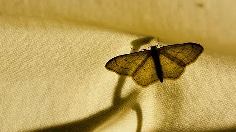 How to make a moth trap